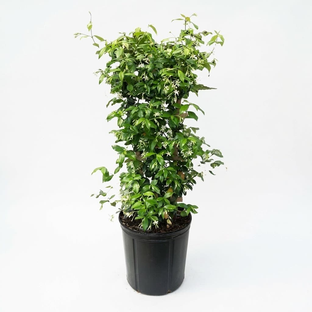 Star Jasmine