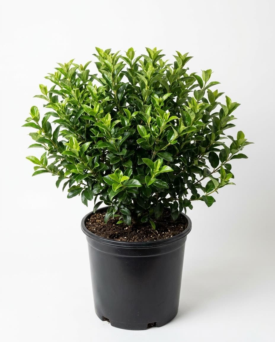 Sweet Viburnum