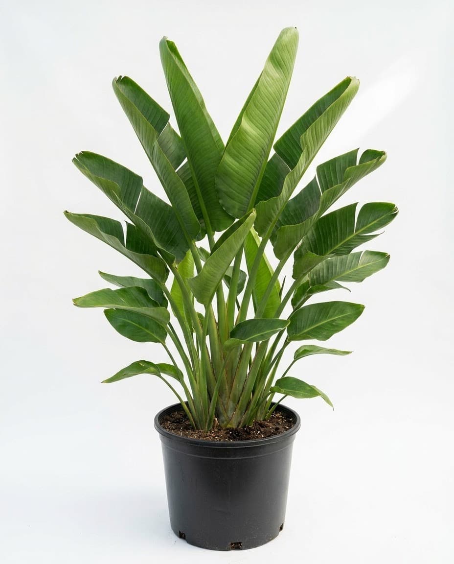 Traveler's Palm