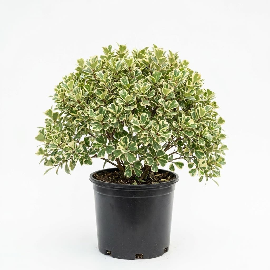 Variegated Triangle Ficus