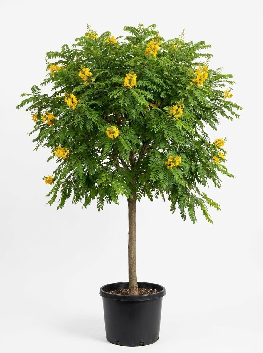 Verawood Tree