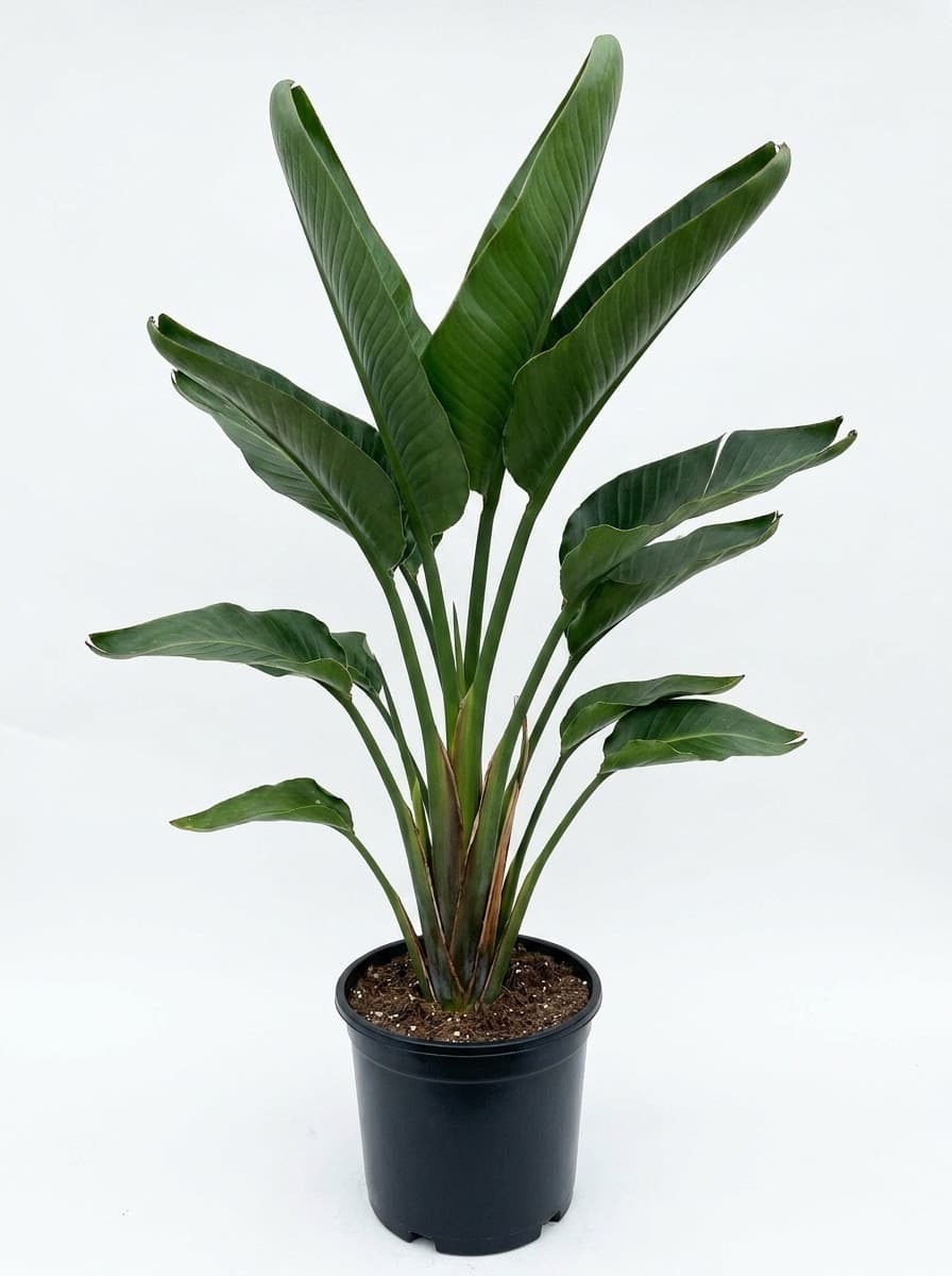 White Bird of Paradise