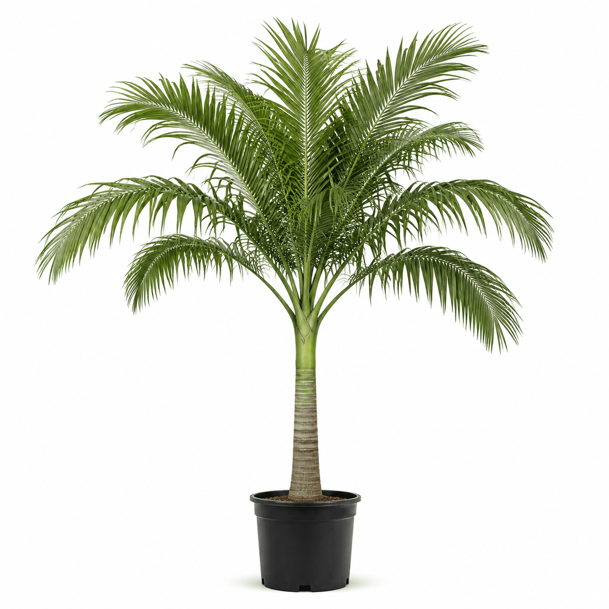 Alexander Palm