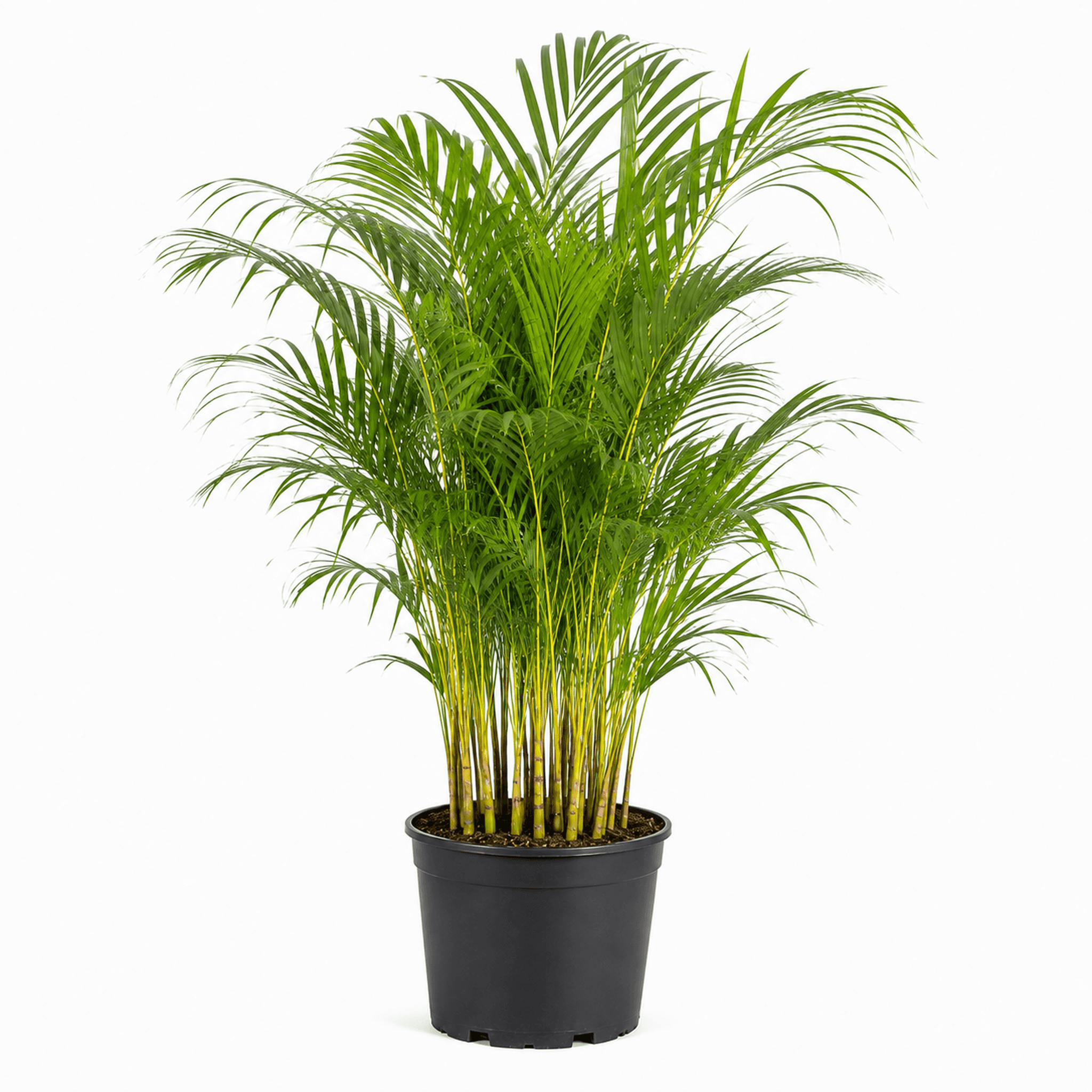 Areca Palm