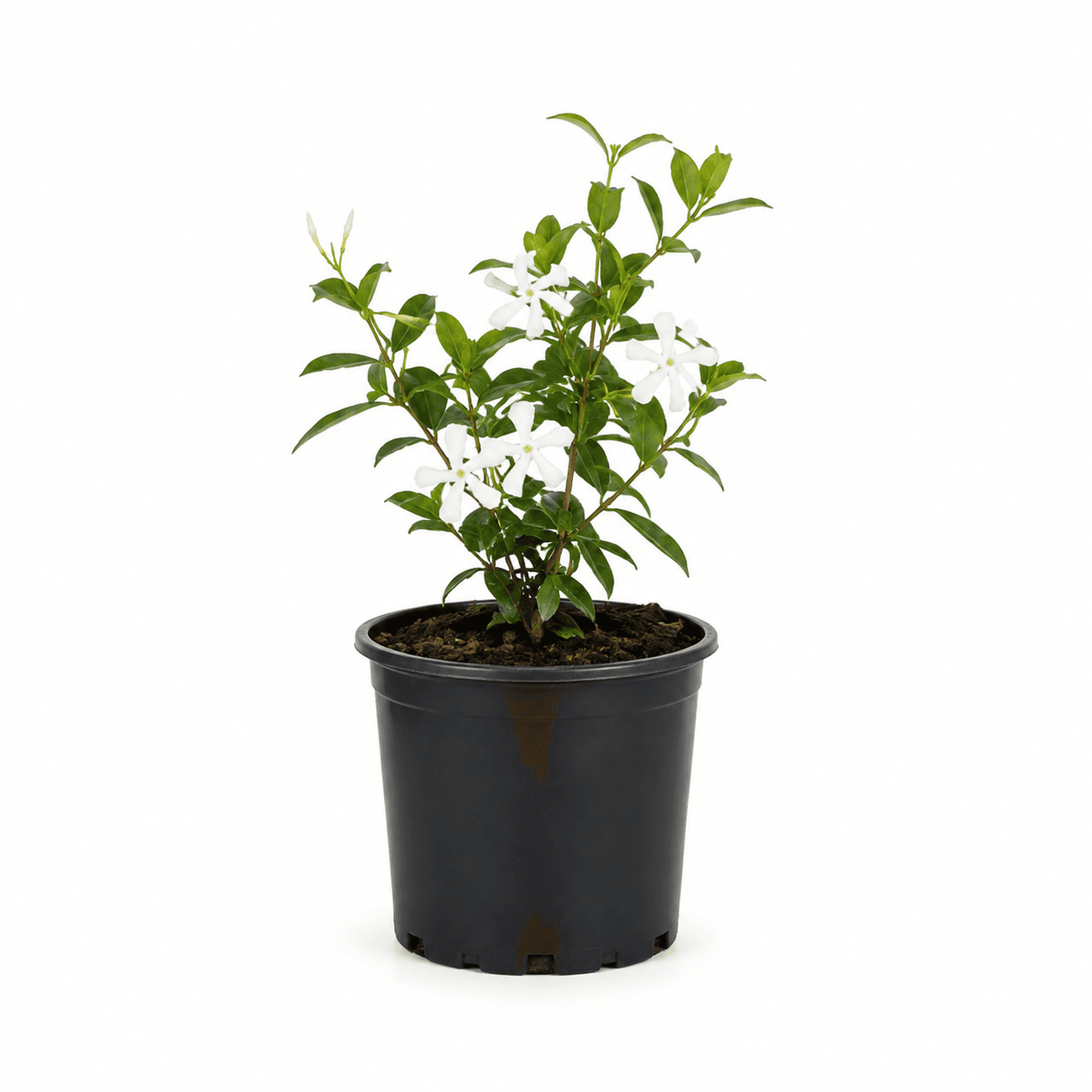 Asiatic Jasmine Minima