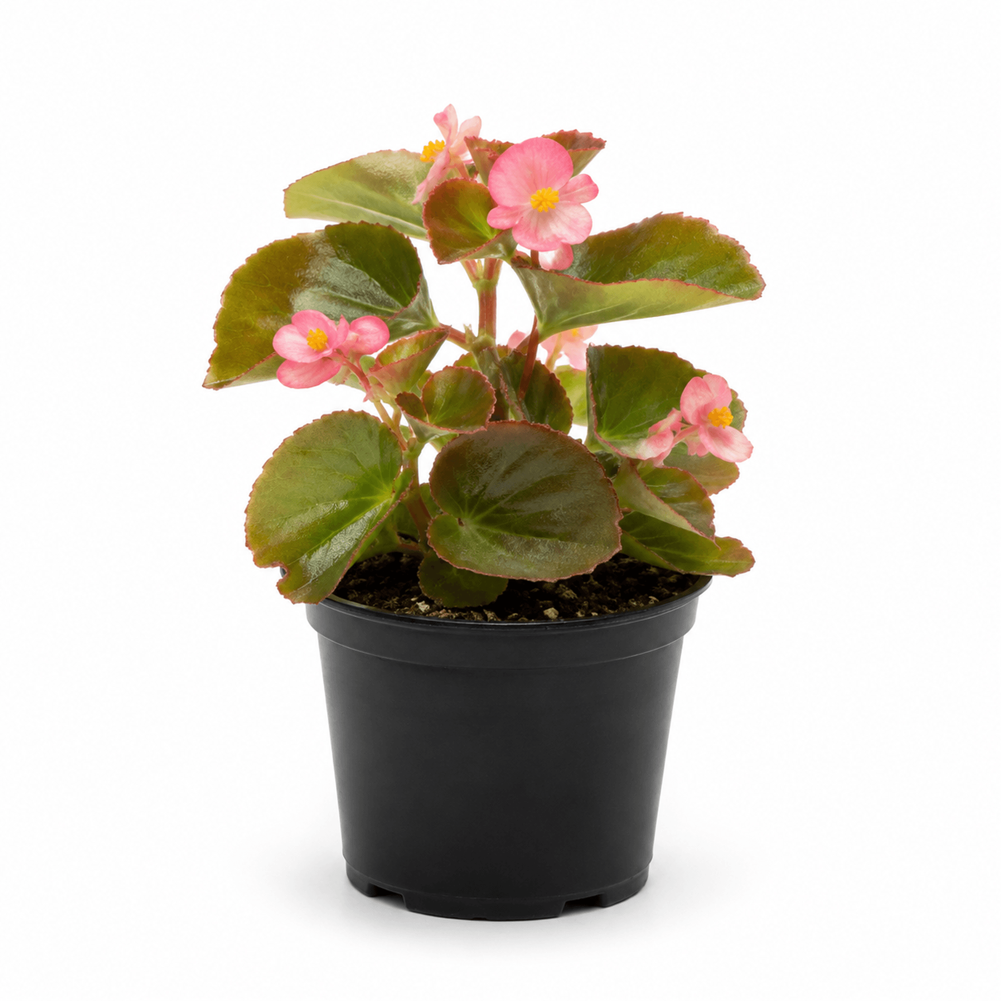 Begonia