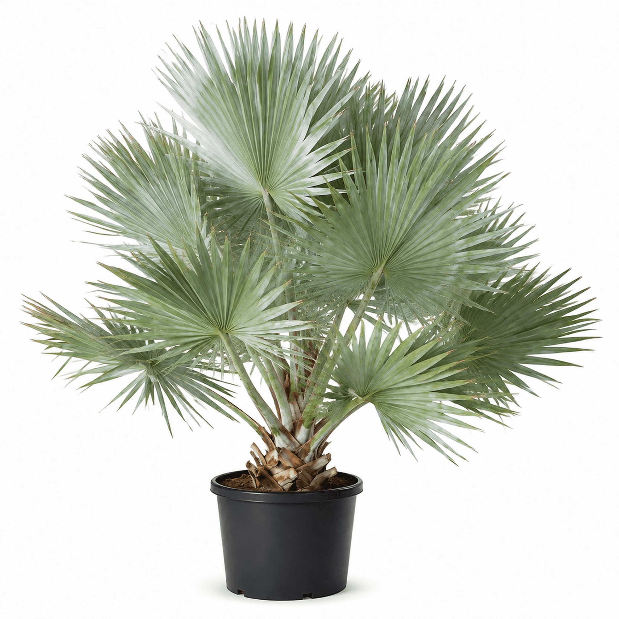 Bismarck Palm