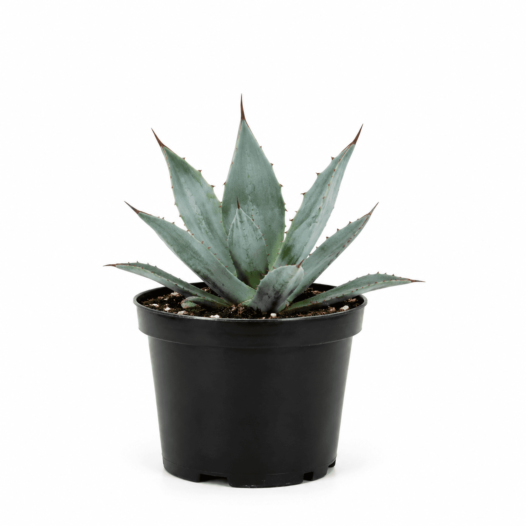 Blue Agave