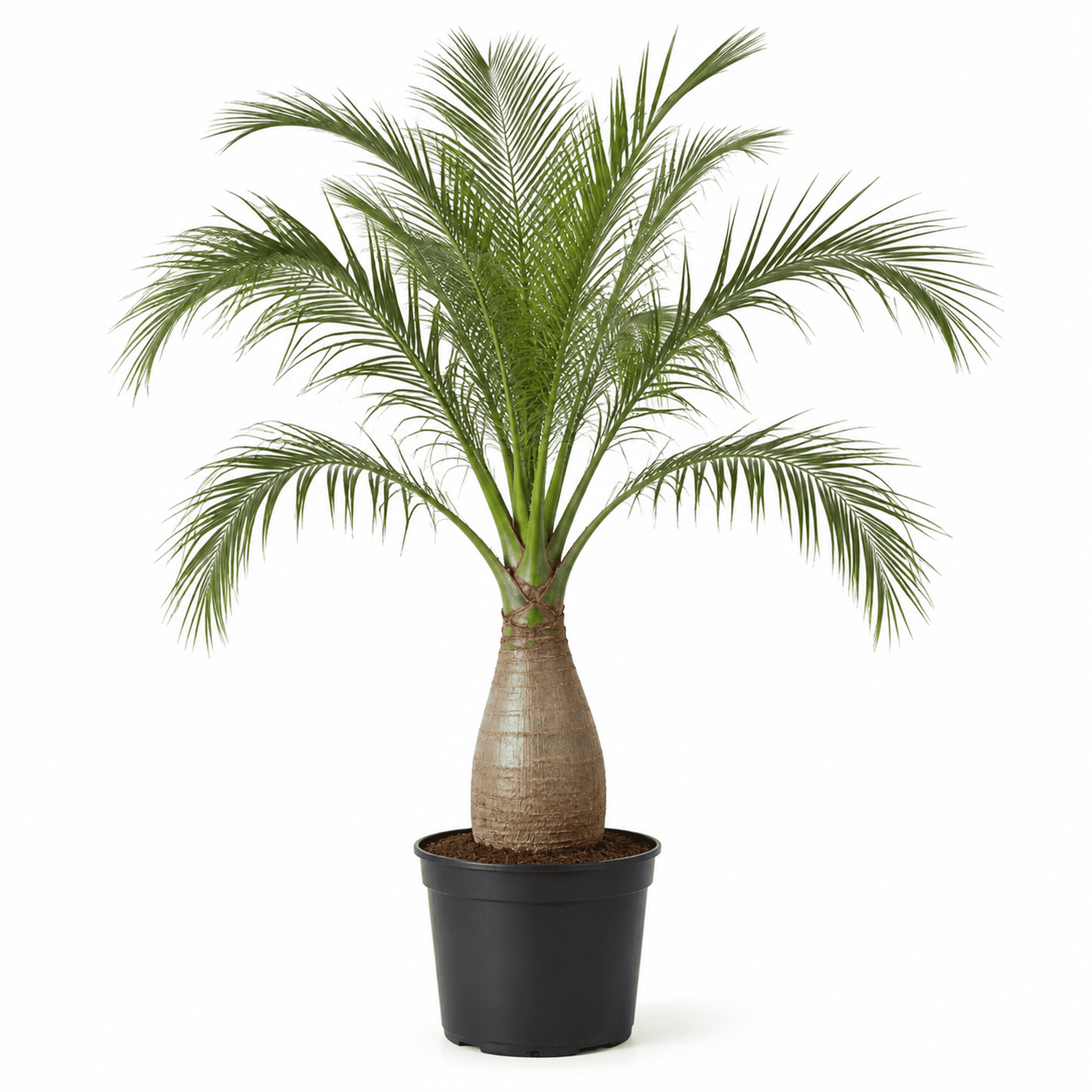 Bottle Palm