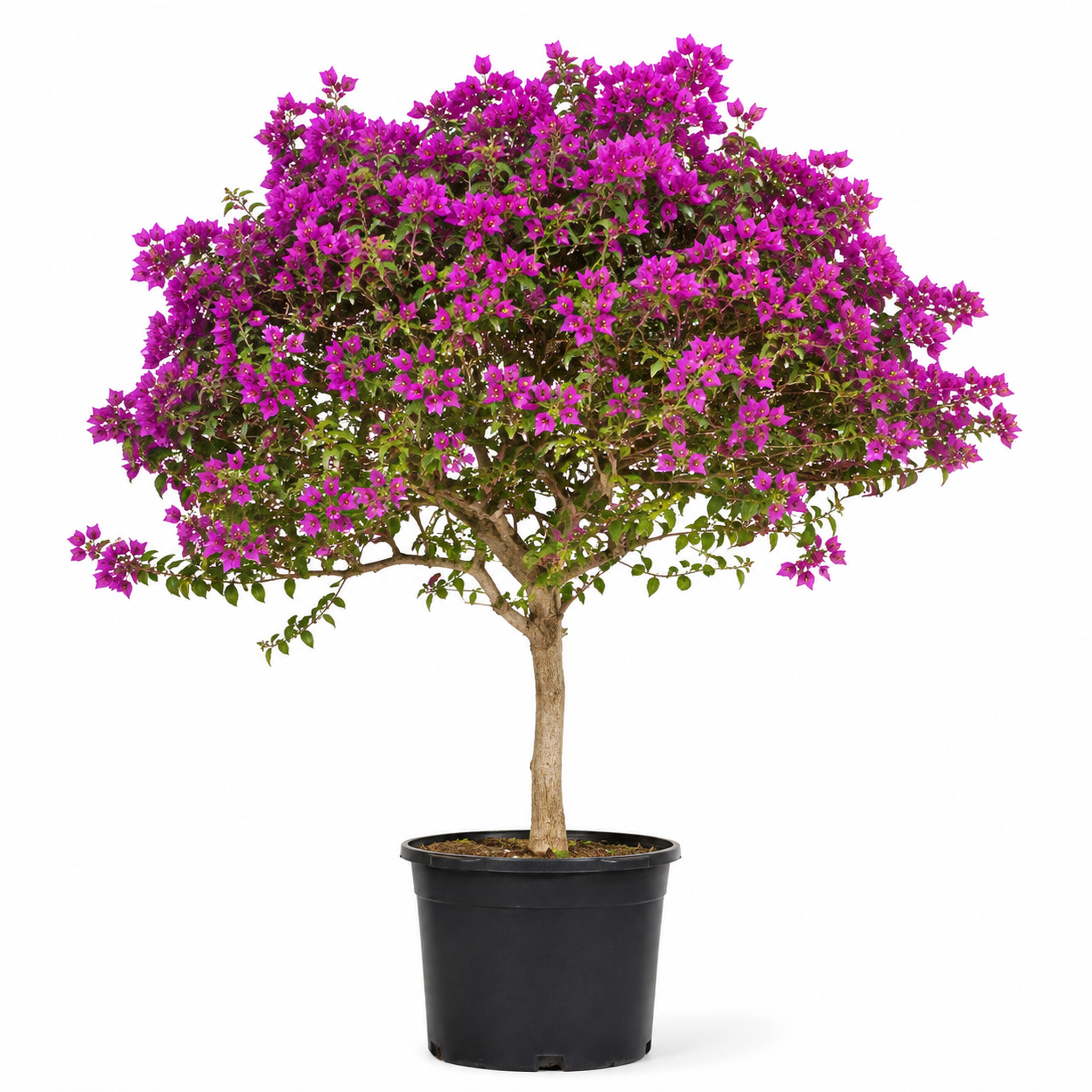 Bougainvillea Tree