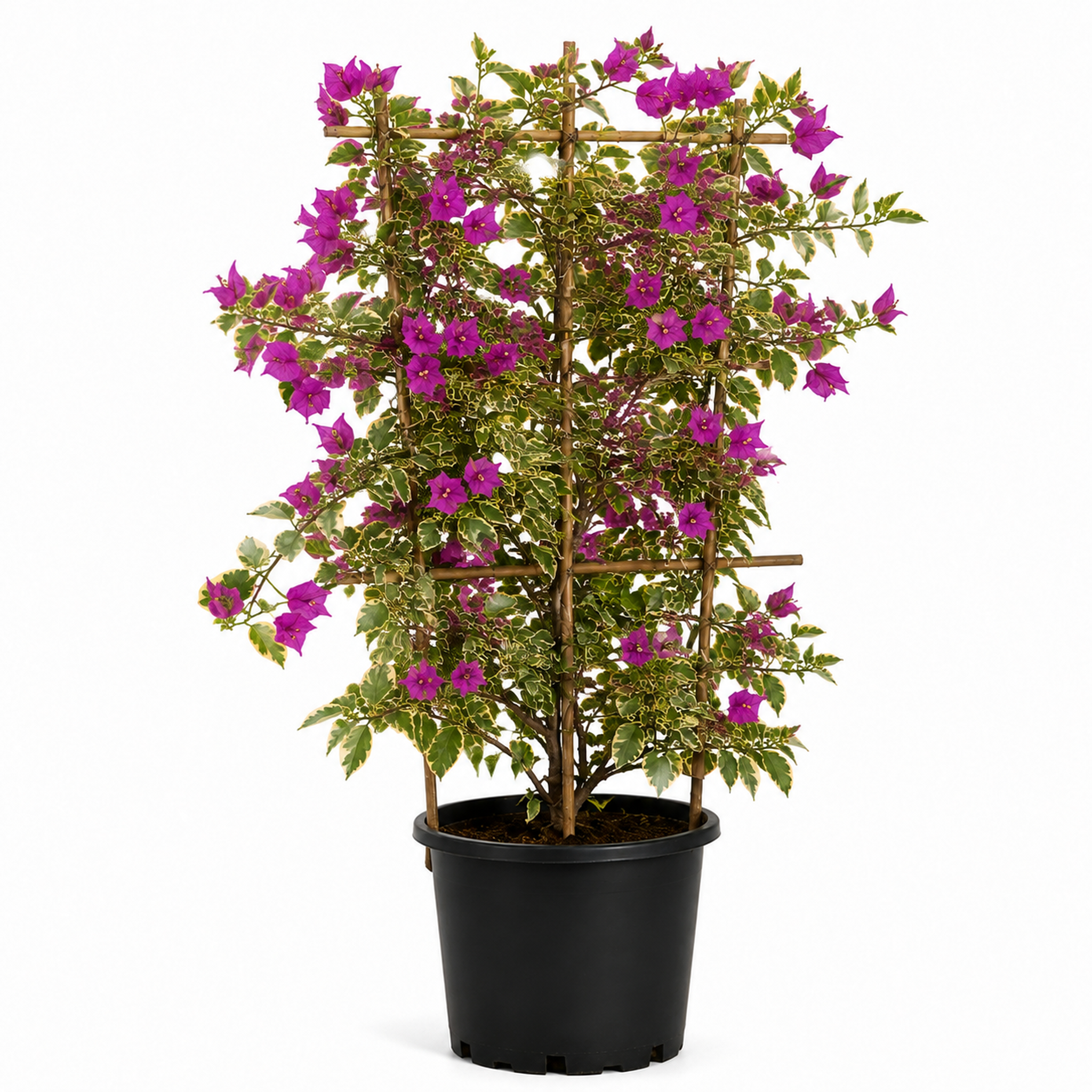 Bougainvillea Trellis