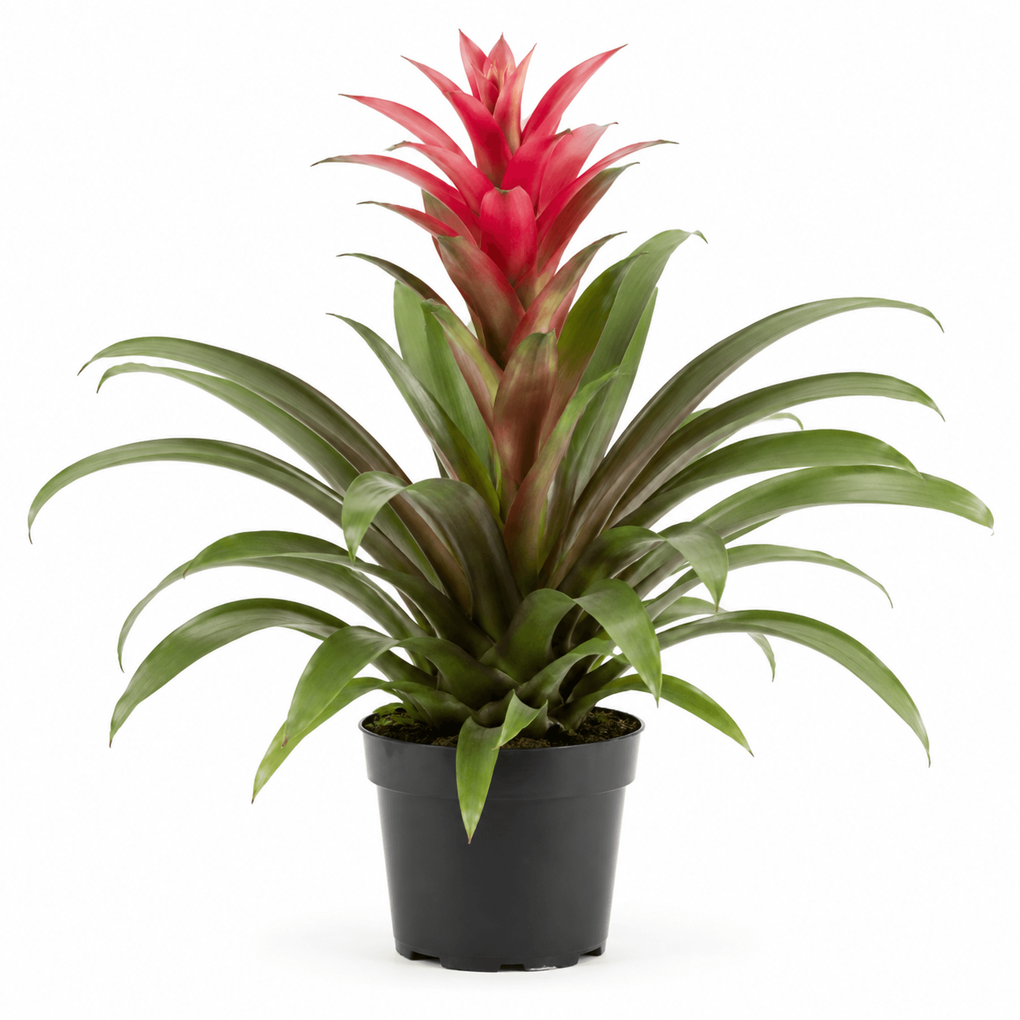 Bromeliad Imperial