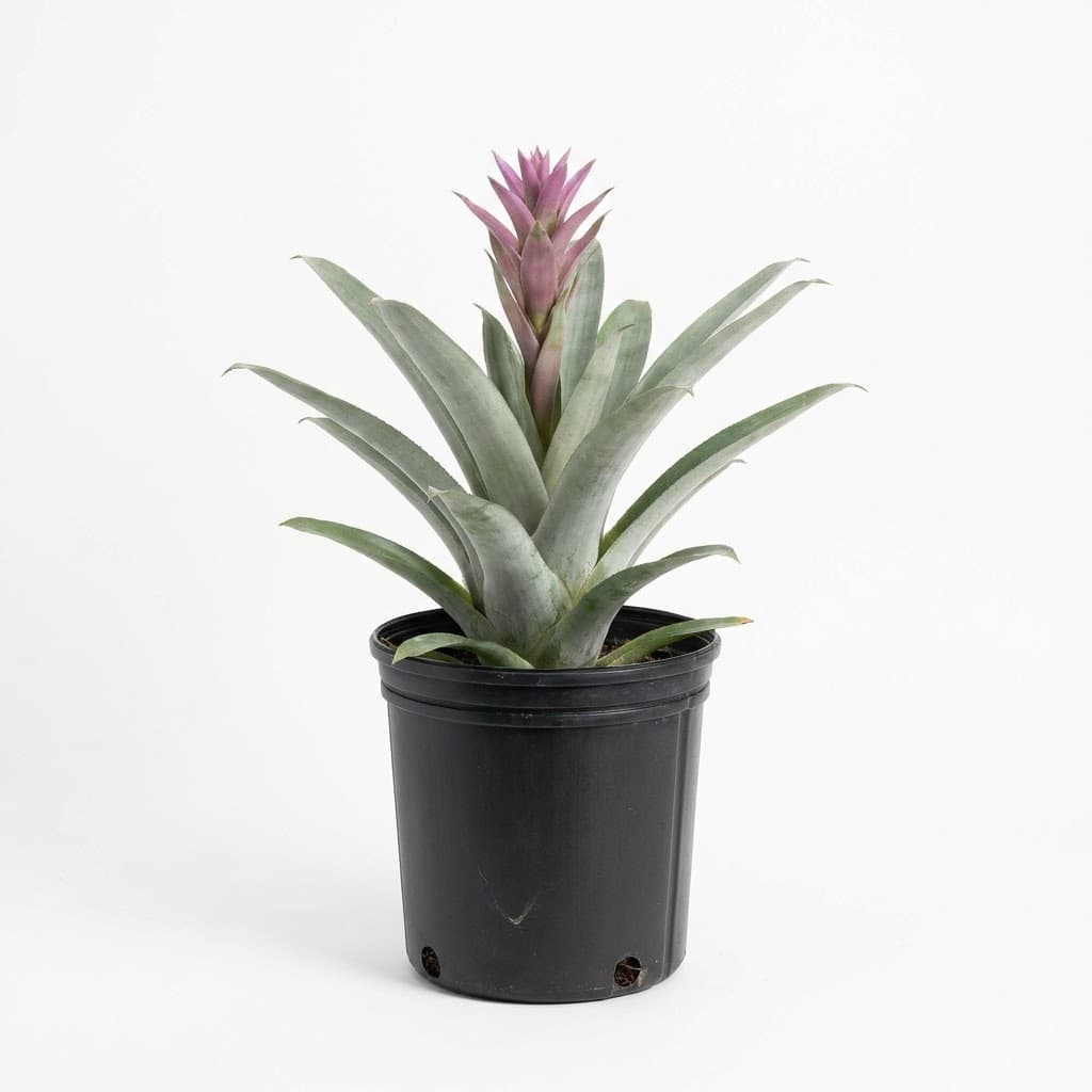 Bromeliad Odorata