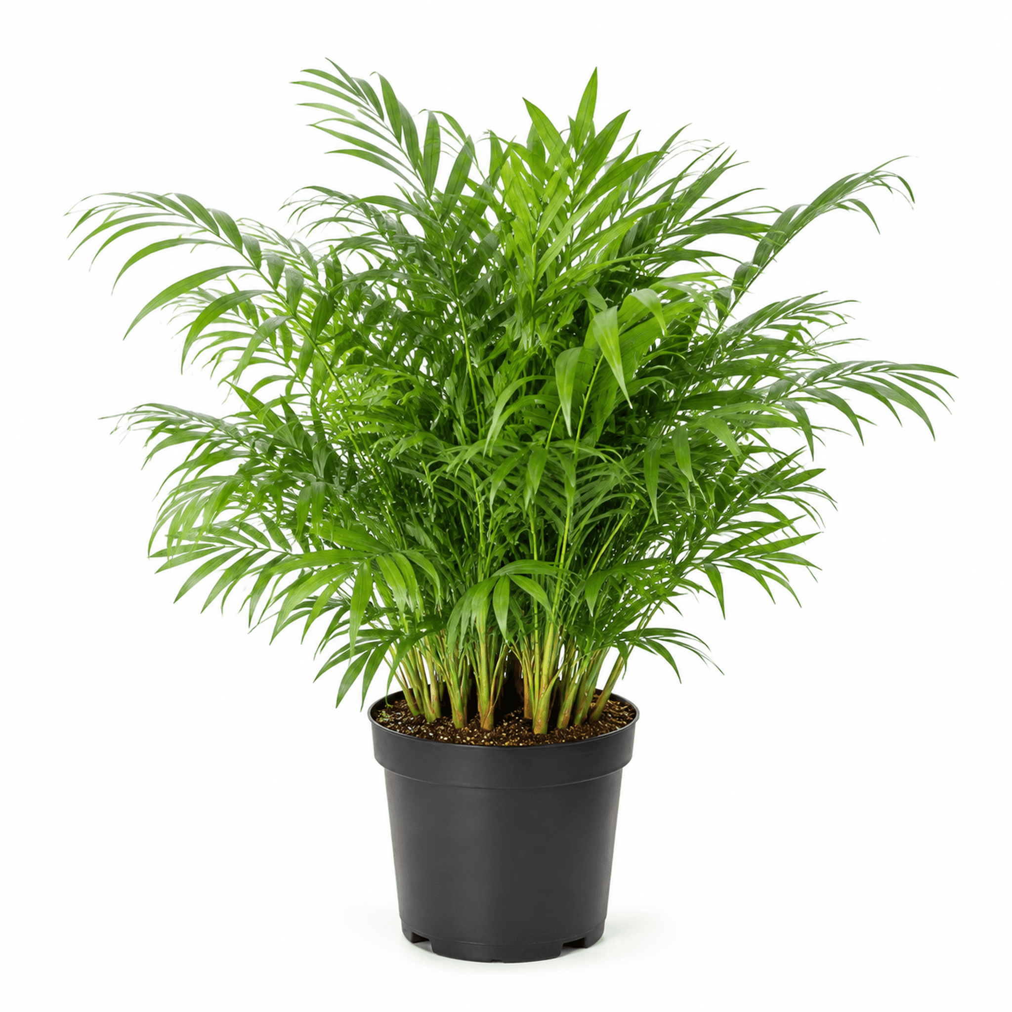 Cat Palm