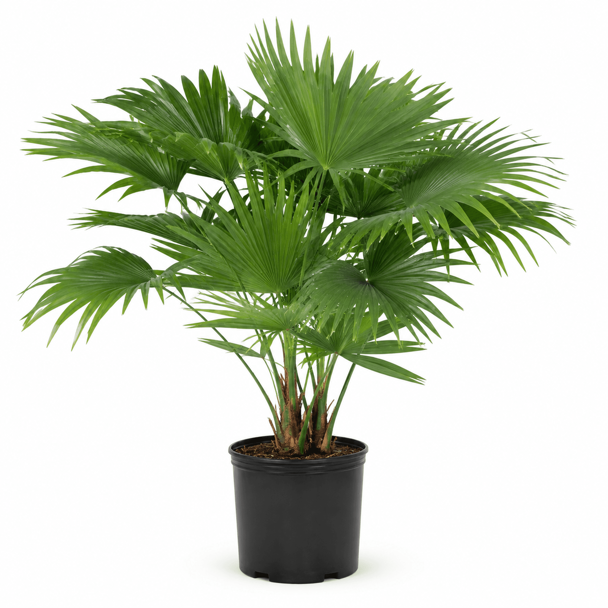 Chinese Fan Palm