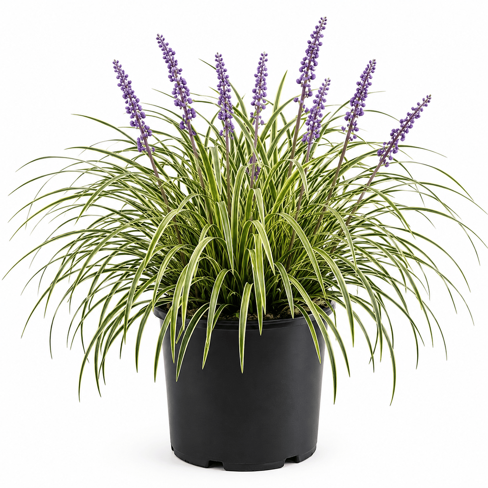 Liriope