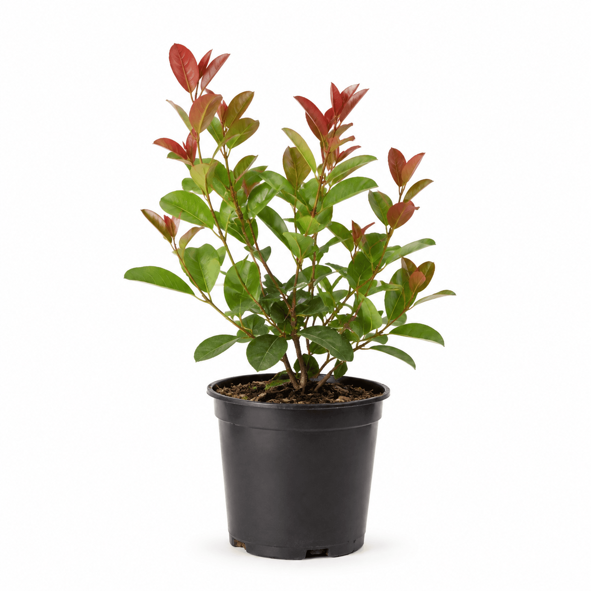 Red Tip Cocoplum