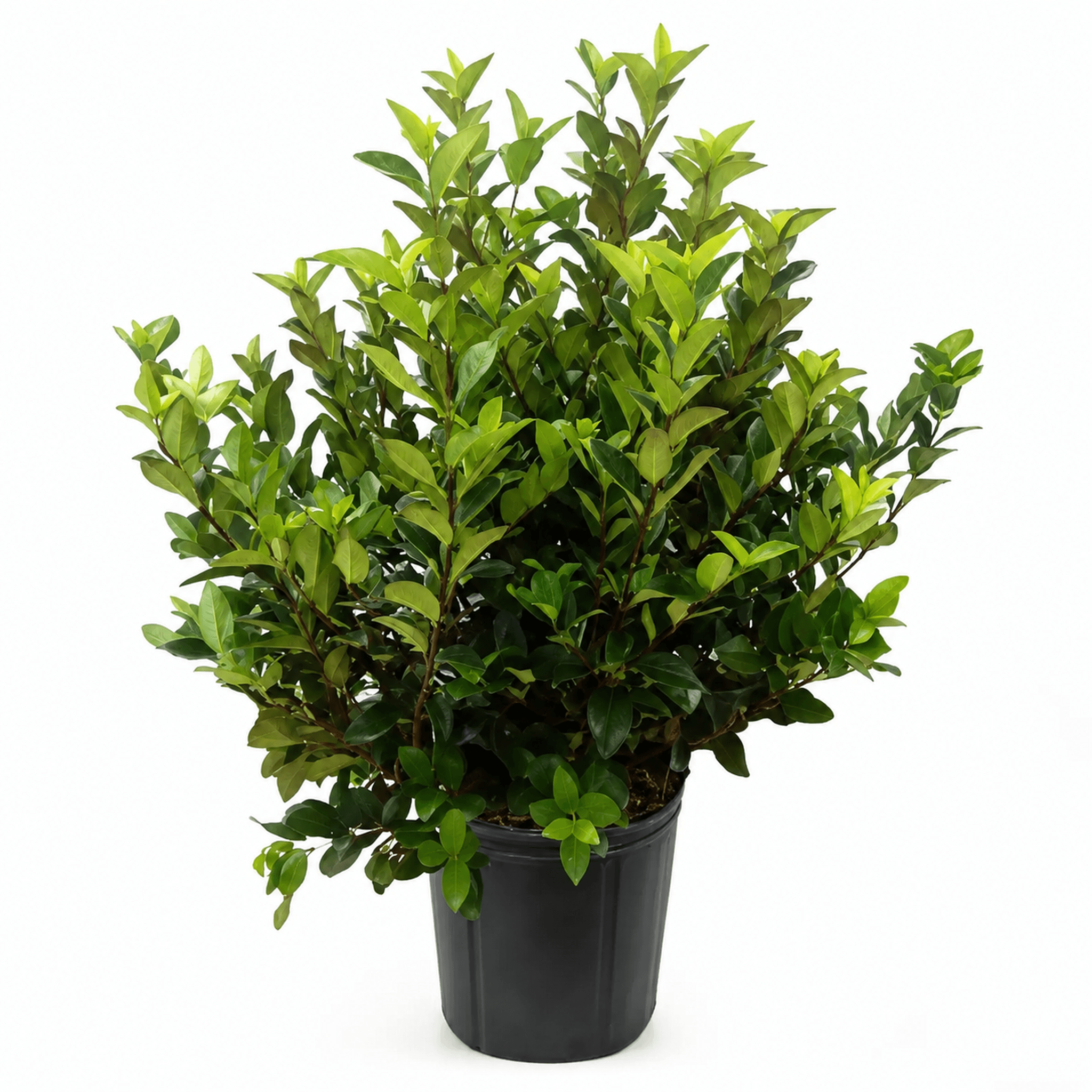 Viburnum Suspensum